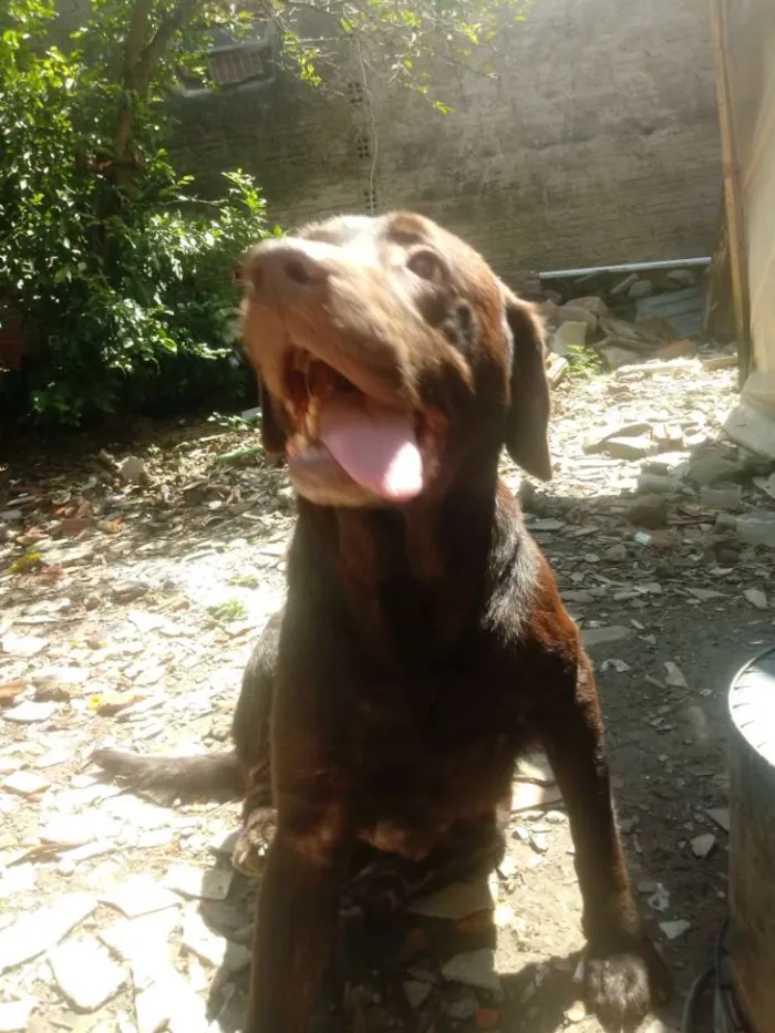 Cachorro ra a Labrador idade 5 anos nome Chocolate