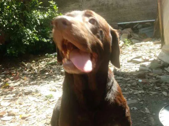 Cachorro ra a Labrador idade 5 anos nome Chocolate