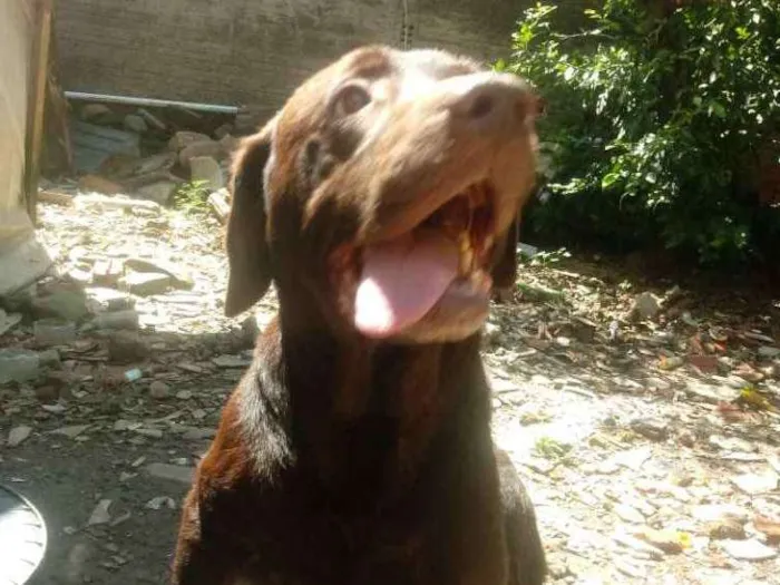 Cachorro ra a Labrador idade 5 anos nome Chocolate