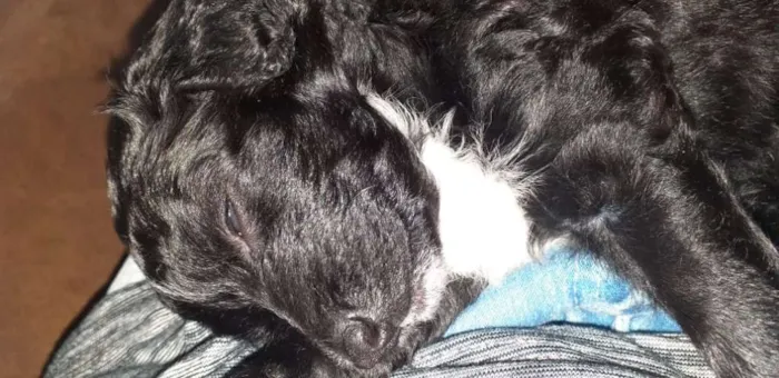 Cachorro raça Sem raça definida idade 2 a 6 meses nome Meg