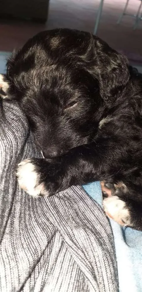Cachorro raça Sem raça definida idade 2 a 6 meses nome Meg