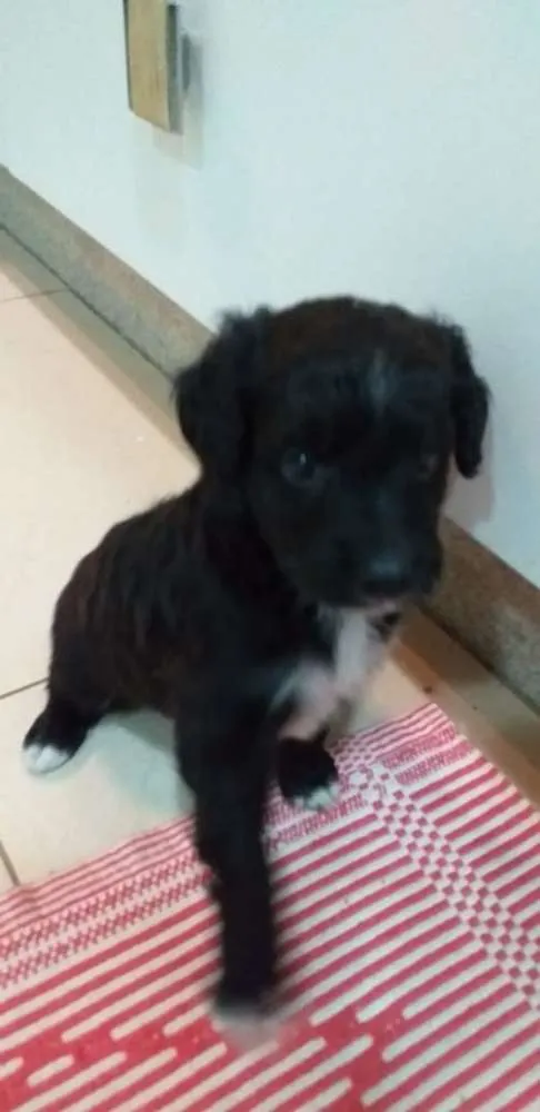 Cachorro raça Sem raça definida idade 2 a 6 meses nome Meg
