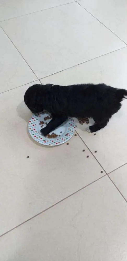 Cachorro raça Sem raça definida idade 2 a 6 meses nome Meg