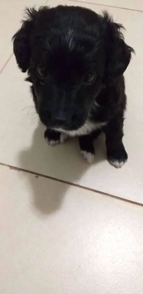 Cachorro raça Sem raça definida idade 2 a 6 meses nome Meg