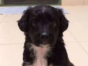 Cachorro raça Sem raça definida idade 2 a 6 meses nome Meg