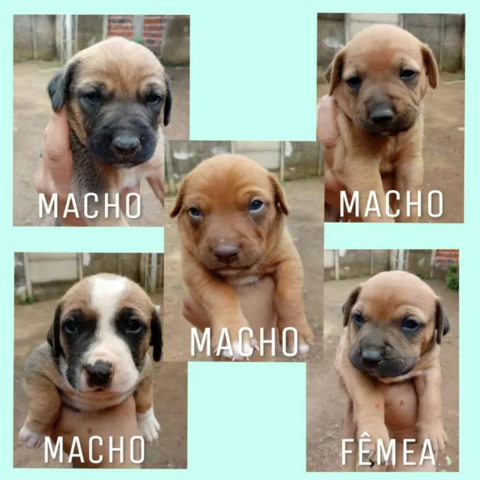 Cachorro ra a Vira Lata idade Abaixo de 2 meses nome Não tem nome