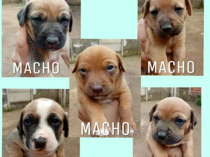 Cachorro ra a Vira Lata idade Abaixo de 2 meses nome Não tem nome