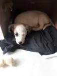 Apolo