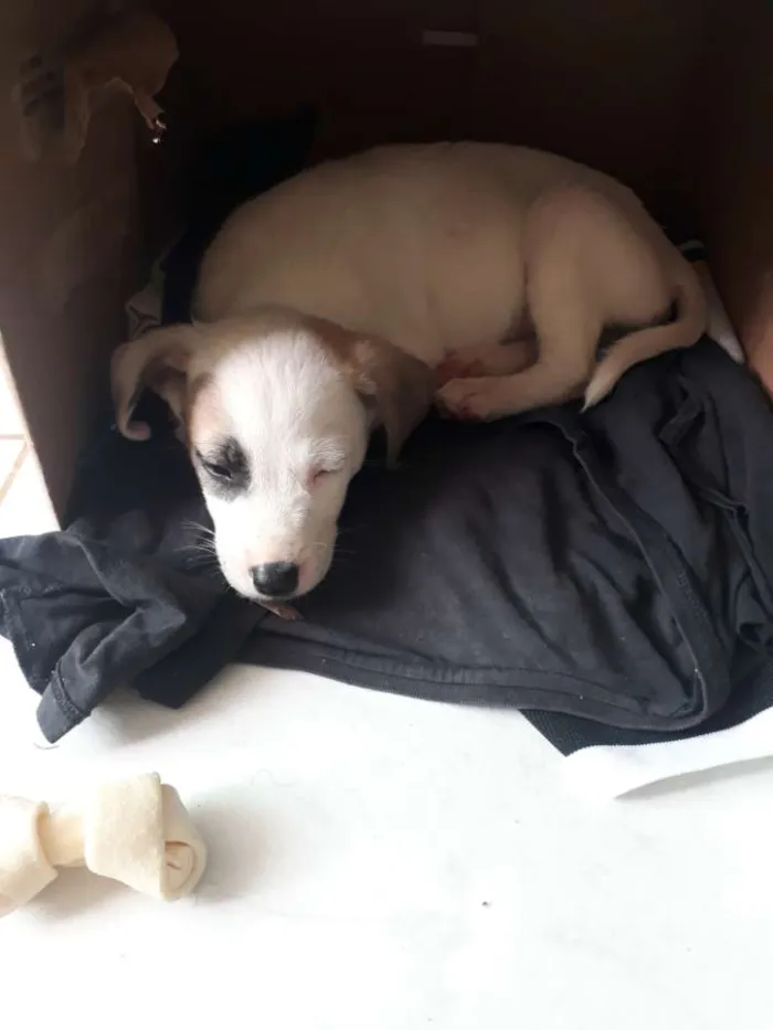 Cachorro ra a Sem raça definida idade Abaixo de 2 meses nome Apolo