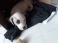 Apolo