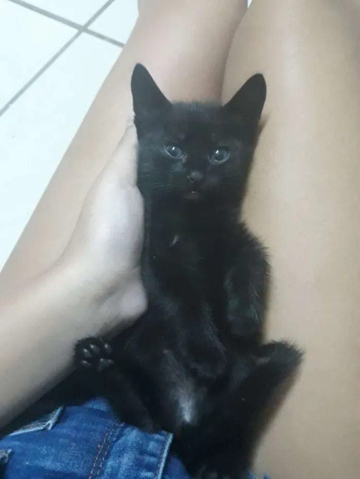 Gato ra a R.I idade 2 a 6 meses nome Gatinha