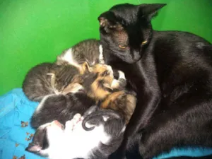 Gato raça Vira Lata idade Abaixo de 2 meses nome Ninhada