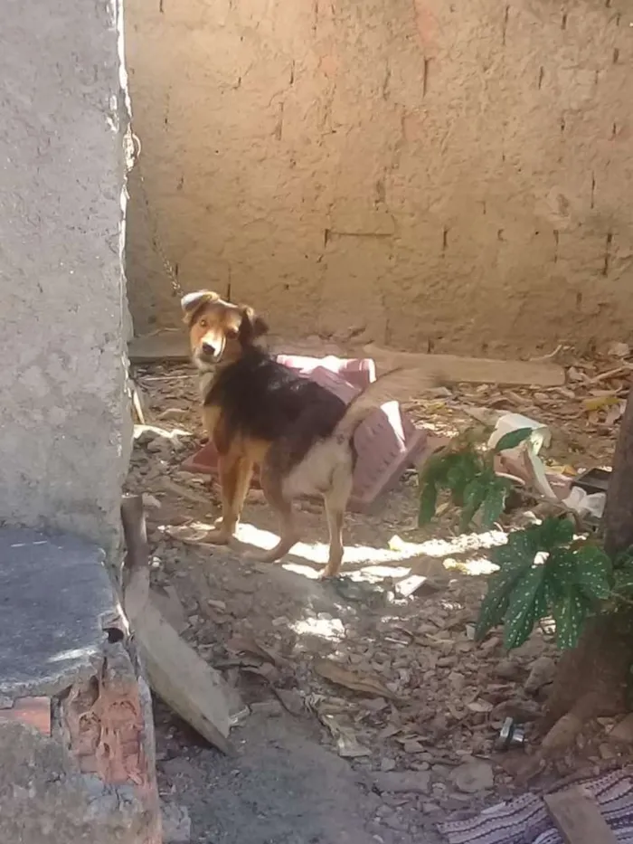 Cachorro raça Vira lata idade 3 anos nome Spaik