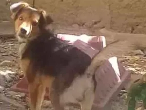 Cachorro raça Vira lata idade 3 anos nome Spaik