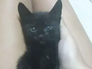 Gato raça R.I idade 2 a 6 meses nome Gatinha