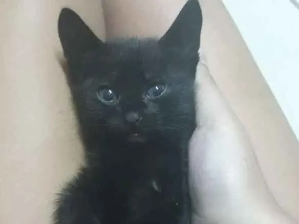 Gato ra a R.I idade 2 a 6 meses nome Gatinha