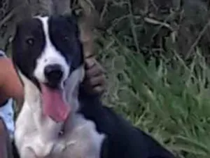 Cachorro raça Raca pequena idade 1 ano nome Mel