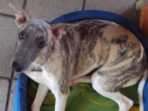 Cachorro raça Whippet idade 6 ou mais anos nome Costelinha