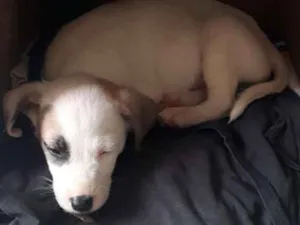 Cachorro raça Sem raça definida idade Abaixo de 2 meses nome Apolo
