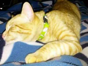 Gato raça  idade 1 ano nome CASTIEL GRATIFICA