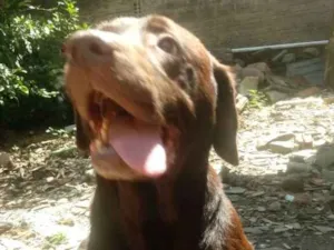 Cachorro raça Labrador idade 5 anos nome Chocolate