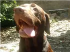 Cachorro raça Labrador idade 5 anos nome Chocolate