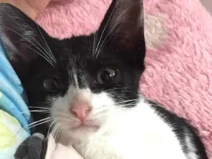 Gato raça SRD idade 2 a 6 meses nome Sayori