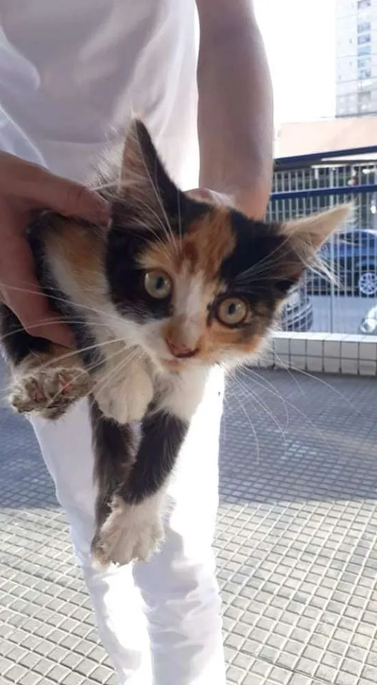 Gato ra a Vira lata idade 2 a 6 meses nome Gatinha 