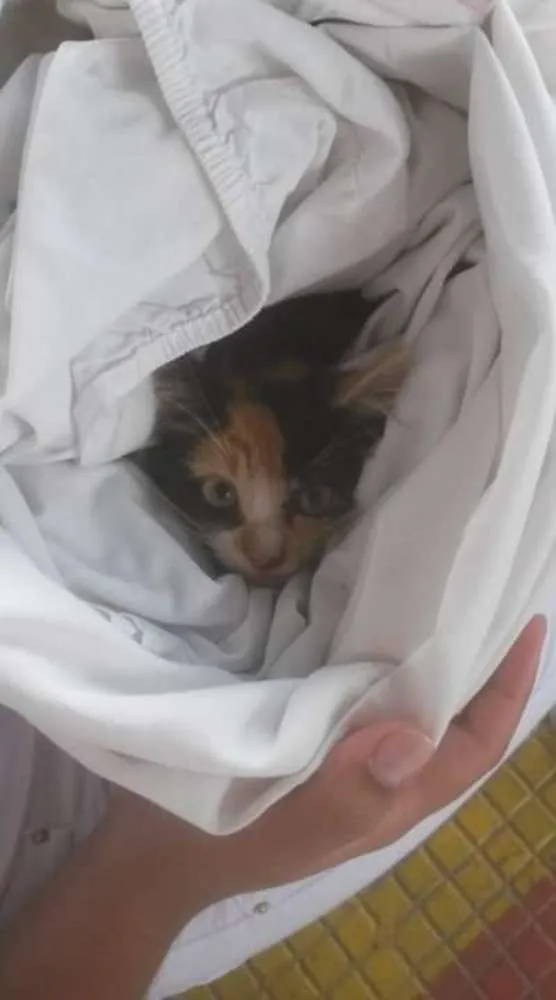 Gato ra a Vira lata idade 2 a 6 meses nome Gatinha 