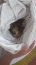 Gatinha