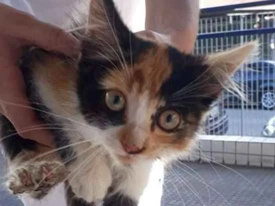 Gato ra a Vira lata idade 2 a 6 meses nome Gatinha 