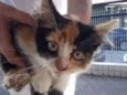 Gatinha