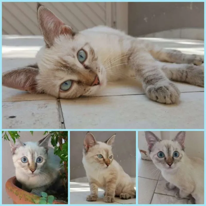 Gato ra a SRD idade 2 a 6 meses nome Angelina