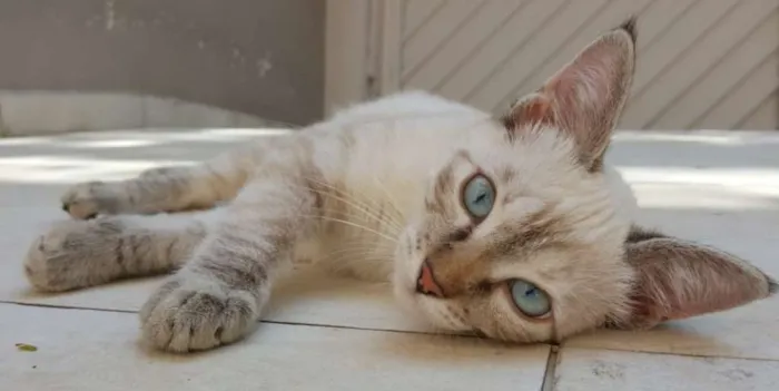 Gato ra a SRD idade 2 a 6 meses nome Angelina