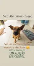 Lupy