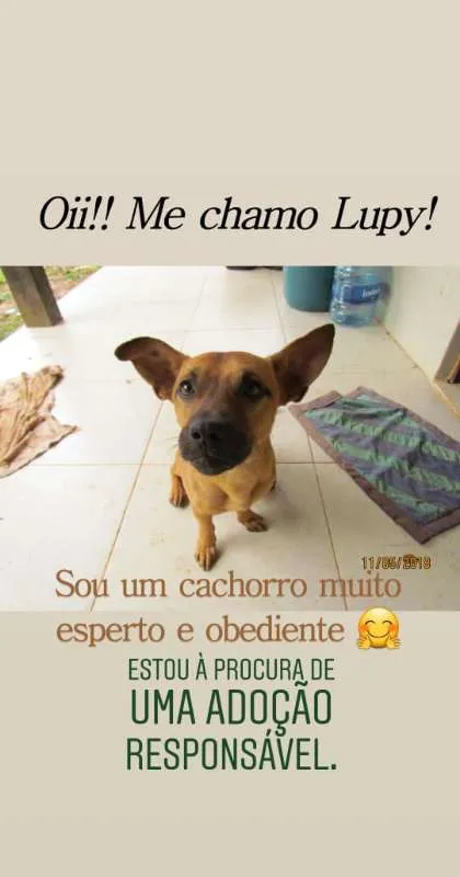 Cachorro ra a - idade 1 ano nome Lupy