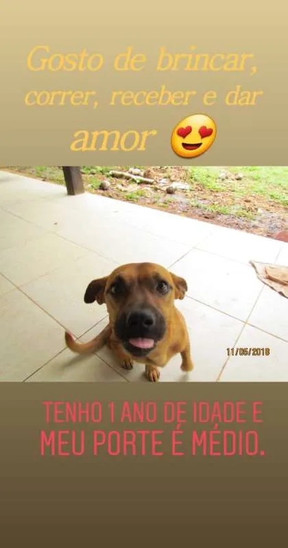 Cachorro ra a - idade 1 ano nome Lupy