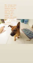 Lupy