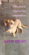 Lupy