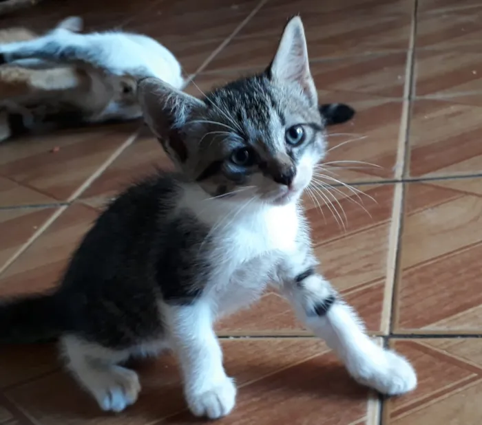 Gato ra a Pelo curto brasileiro  idade Abaixo de 2 meses nome Sem nome 