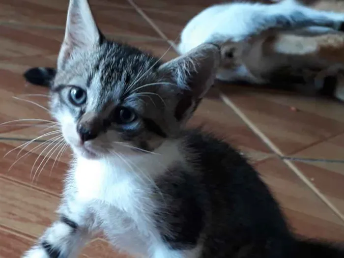 Gato ra a Pelo curto brasileiro  idade Abaixo de 2 meses nome Sem nome 
