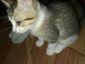 Gato raça Pelo curto brasileiro  idade Abaixo de 2 meses nome Sem nome 