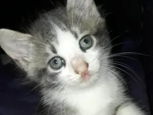 Gato raça Pelo curto brasileiro  idade Abaixo de 2 meses nome Sem nome 
