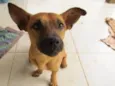 Lupy