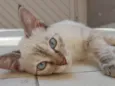 Angelina