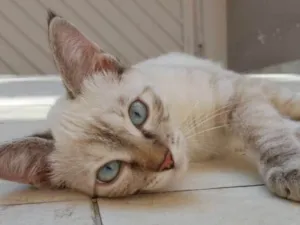 Gato raça SRD idade 2 a 6 meses nome Angelina