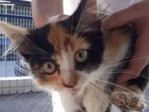 Gato raça Vira lata idade 2 a 6 meses nome Gatinha 