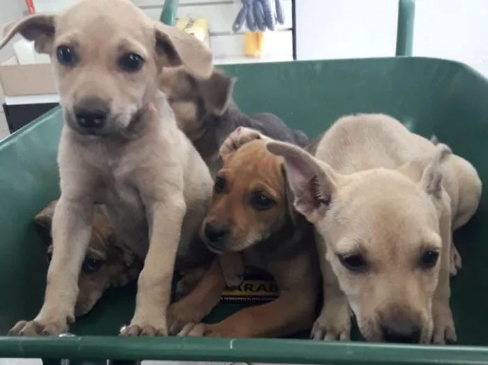 Cachorro ra a  idade 2 a 6 meses nome sem nome