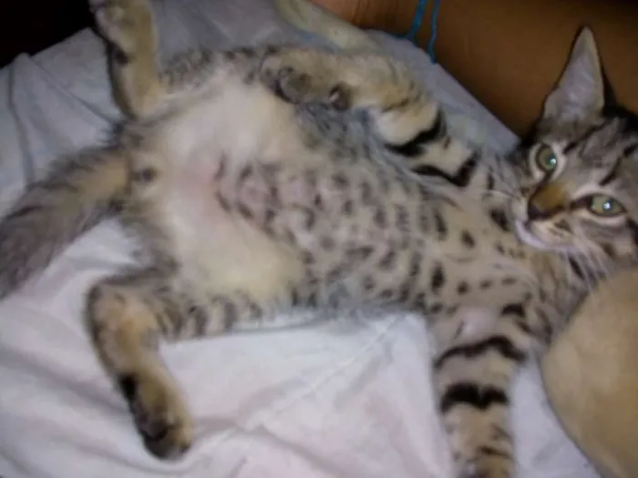 Gato raça Gato idade 2 a 6 meses nome Loki