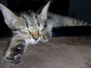 Gato raça Gato idade 2 a 6 meses nome Loki